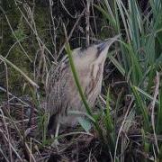 A Bittern At Woodstock Pool Bettws Newport 4 Hiding