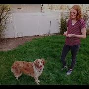 Training A Dog To Roll Over Using Shaping Behavior Method