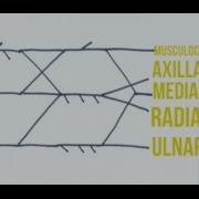 DigitalAnatomy Brachial Plexus Part 2