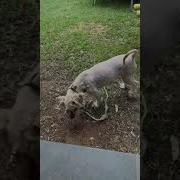 Fun Random Stuff Working On Fetch And Recall With The Dog Fuzzy