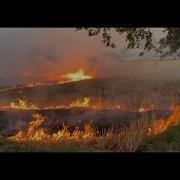Forest Fire Occurrence Prediction Using Machine Learning
