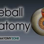 Eyeball Anatomy
