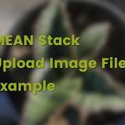 MEAN Stack Angular 10 Tutorial Upload Image File