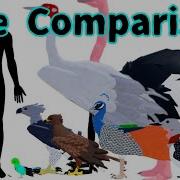 Feather Family Bird Size Comparison Extant Birds Smallest To Largest