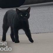Чёрный кот однажды решает перестать быть бродячим Додо