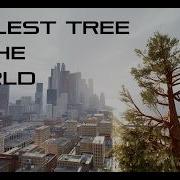 Tree Size Comparison