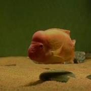 Red Devils Spawning