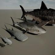 Living And Extinct Shark Size Comparison