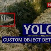Train A YoloV8 Model On Custom Dataset Of Images