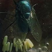 Life Cycle Of The Fly Flies Laying Egg Eggs Hatching