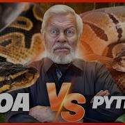 BOA VS PYTHON