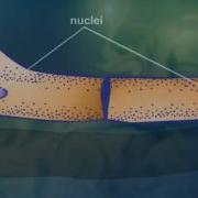 Cell Structure Cytoplasmic Streaming