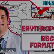 Hematology Erythropoiesis Red Blood Cell Formation Part 1