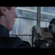 Equilibrium Dogs