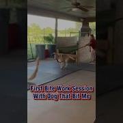 FIRST Bite Work Session With Dog That Bit Me