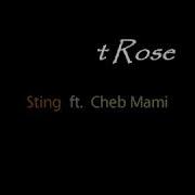 Sting Feat Cheb Mami Desert Rose Lyrics