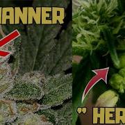 How To Deal With HERMIES NANNERS During Cannabis Grow Garden Education Weed