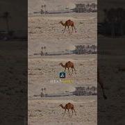 Heat Haze Effect In DaVinci Resolve