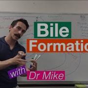 Bile Synthesis And Function