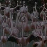 Jan Hammer Original Miami Vice Theme Miami Vice Music Video By StevenMighty