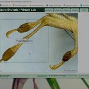 Lizard Lab