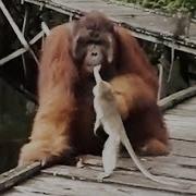 Never Steal A Banana From A Orangutan S Mouth