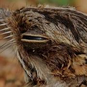 Indian Nightjar