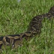 Florida Python Challenge Brings Hunters To Collier County To Target Invasive Snakes