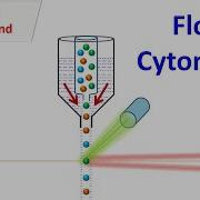 Flow Cytometry