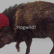 Hogwild Test Of Time Award Talk NeurIPS 2020
