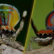 Peacock Spiders Dance For Your Life BBC