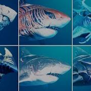 MANEATER ALL SHARKS