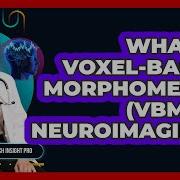 What Is Voxel Based Morphometry VBM In Neuroimaging Neurotech Insight Pro