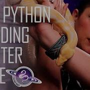 7 Things To Research Before You Start Ball Python Breeding Starter Guide