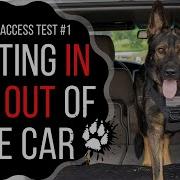 Public Access Test Dog Getting Into And Out Of The Vehicle Safely