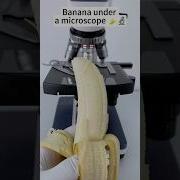 Banana Under The Microscope