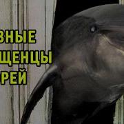 ПОЧЕМУ ДЕЛЬФИНЫ ОПАСНЕЕ АКУЛ