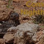 Common Nighthawk Bullbat