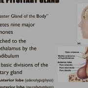 Chapter 17 Endocrine