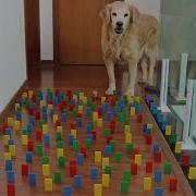 Obstacle Challenge CAT Vs DOG