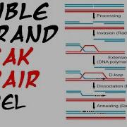 Double Strand Break Repair Model