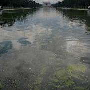 Pool Owners React To Algae Bloom Turning Trump S Reflecting Pool Green