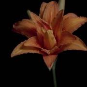 TF128 Time Lapse Flower FREE FOOTAGE