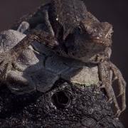 Самые странные взаимоотношения животных Топ 5 BBC Earth