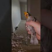 Birds Aren T Real