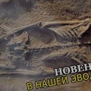 HLD 6 древние останки бросают вызов эволюции человека