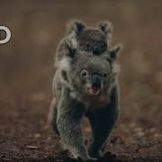 Koalas 101 Nat Geo Wild