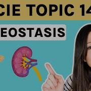 Homeostasis ENTIRE Topic 14 For CIE Blood Glucose Control Control Of Blood Water Potential