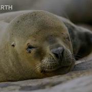 Extraordinary Moments Narrated By Sir David Attenborough BBC Earth BBC Studios