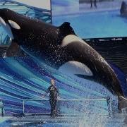 Orca Encounter Full Show SeaWorld Orlando March 1 2023